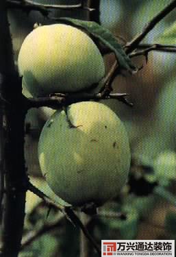 木瓜樹與風水風水學木瓜樹是兇木嗎