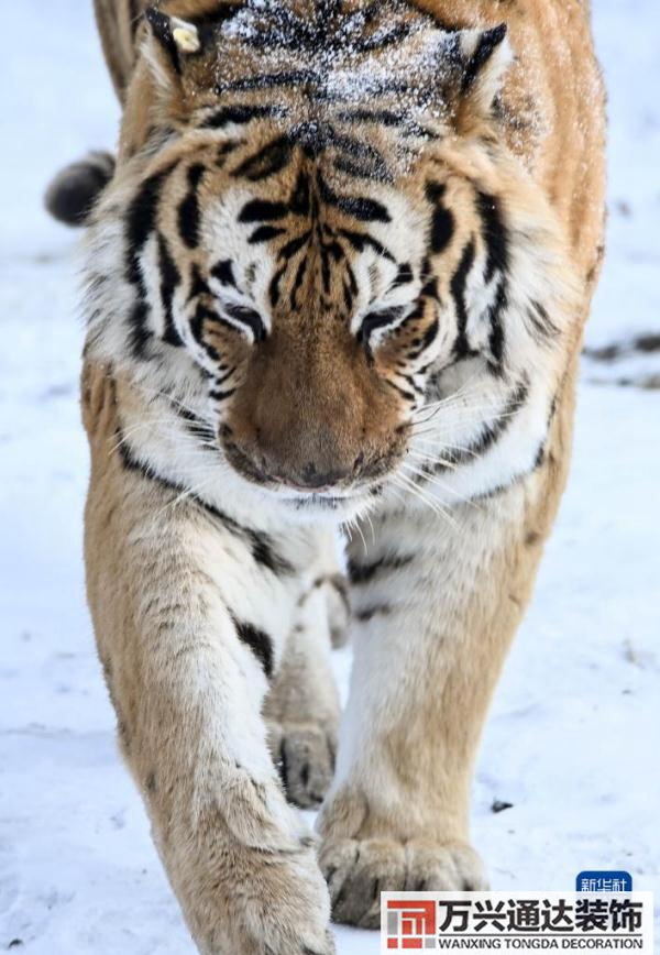 屬虎辦公室風水裝修屬虎的辦公室掛什么好