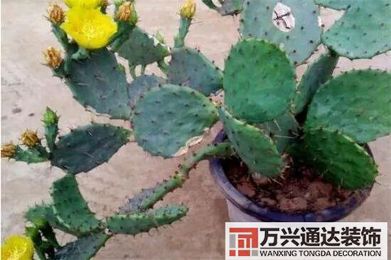 大門植物風(fēng)水大門前種什么植物風(fēng)水好