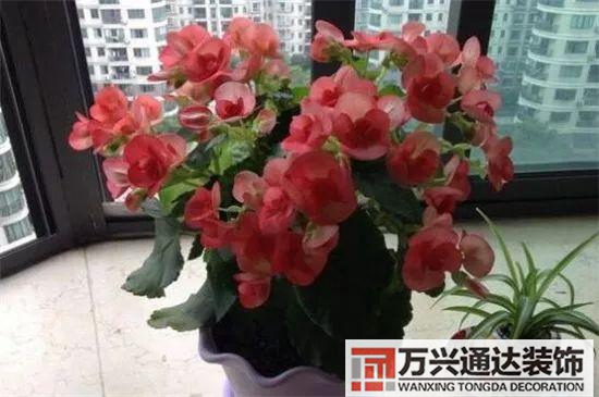 大門植物風(fēng)水大門前種什么植物風(fēng)水好