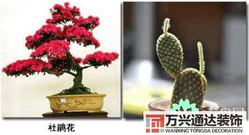養(yǎng)花風(fēng)水禁忌室內(nèi)養(yǎng)花與擺放風(fēng)水禁忌