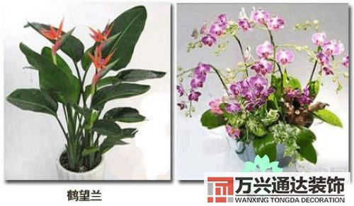 養(yǎng)花風(fēng)水禁忌室內(nèi)養(yǎng)花與擺放風(fēng)水禁忌