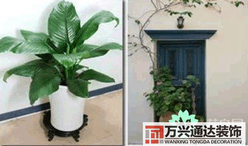 養(yǎng)花風(fēng)水禁忌室內(nèi)養(yǎng)花與擺放風(fēng)水禁忌