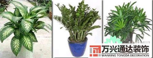 養(yǎng)花風(fēng)水禁忌室內(nèi)養(yǎng)花與擺放風(fēng)水禁忌