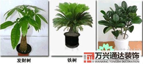 養(yǎng)花風(fēng)水禁忌室內(nèi)養(yǎng)花與擺放風(fēng)水禁忌