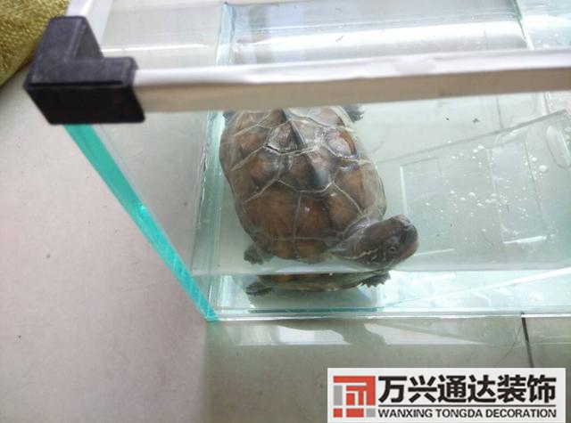 巴西龜風(fēng)水家里養(yǎng)巴西龜風(fēng)水說(shuō)法