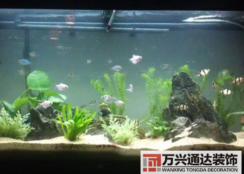 巴西龜風(fēng)水家里養(yǎng)巴西龜風(fēng)水說(shuō)法