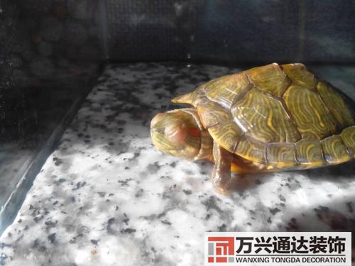 巴西龜風(fēng)水家里養(yǎng)巴西龜風(fēng)水說(shuō)法