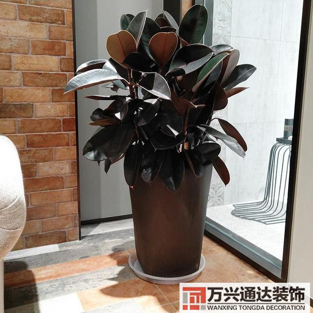 黑金剛的風水黑金剛的風水擺放位置