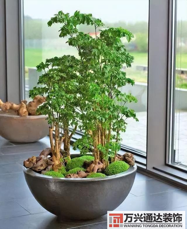 黑金剛的風水黑金剛的風水擺放位置