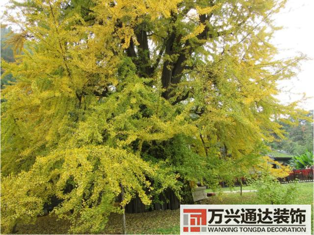 白果樹風(fēng)水白果樹風(fēng)水是什么意思