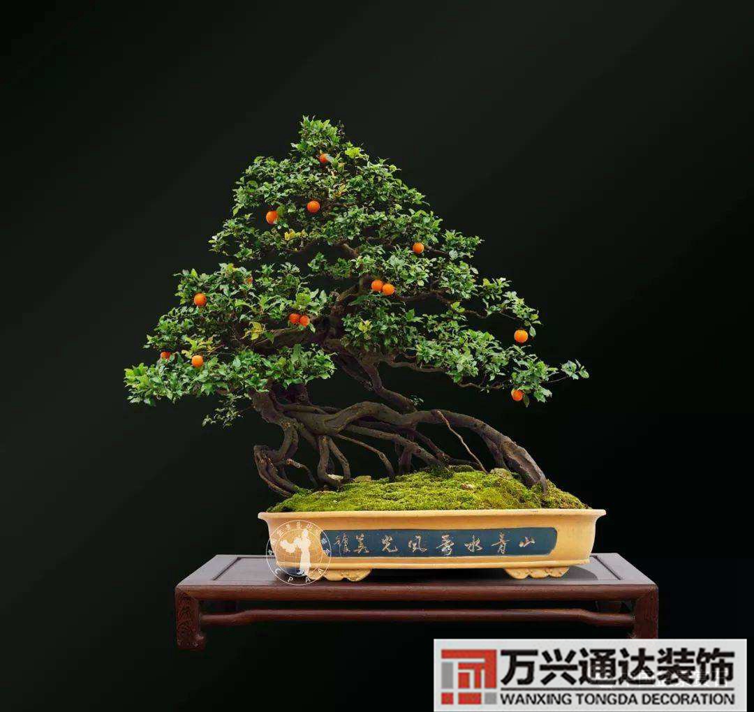 金彈子風水金彈子風水上怎么個說法