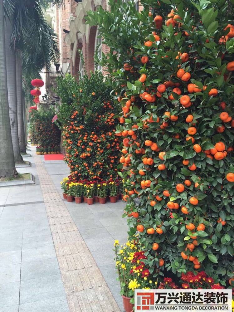 橘子樹風(fēng)水橘子樹風(fēng)水好嗎
