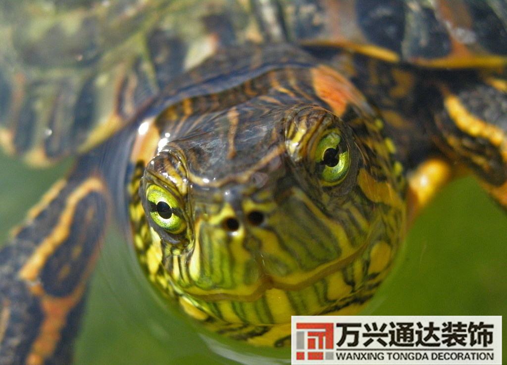 烏龜風水學烏龜有風水講究嗎